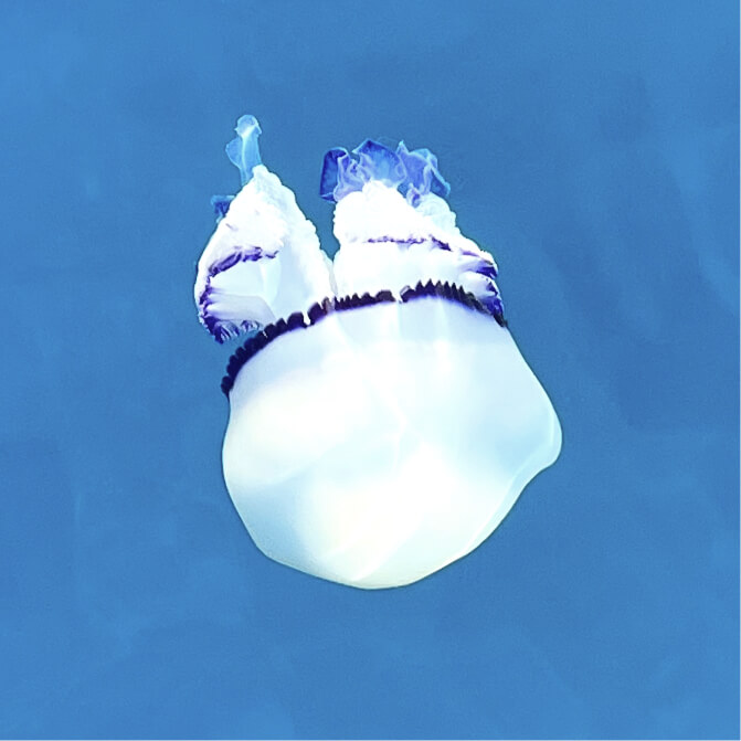 Pulmo jellyfish
